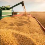 Granos en Chicago muestran suba de la soja por petróleo