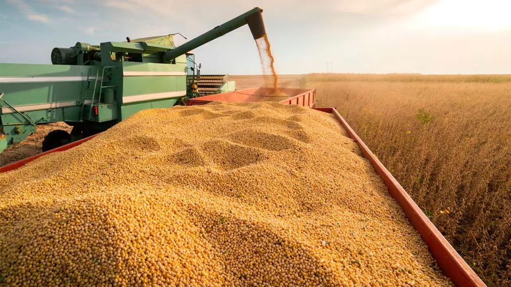 Granos en Chicago muestran suba de la soja por petróleo